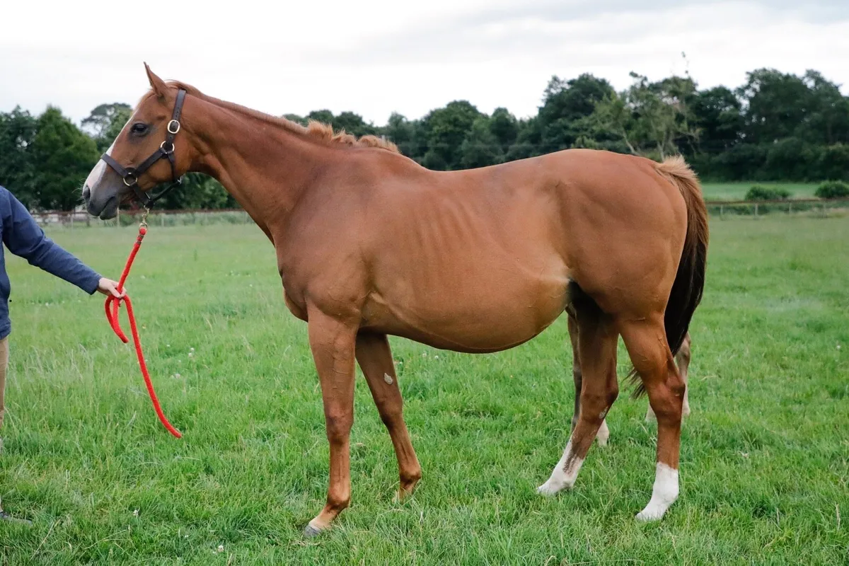 Thoroughbred Mare - Image 1