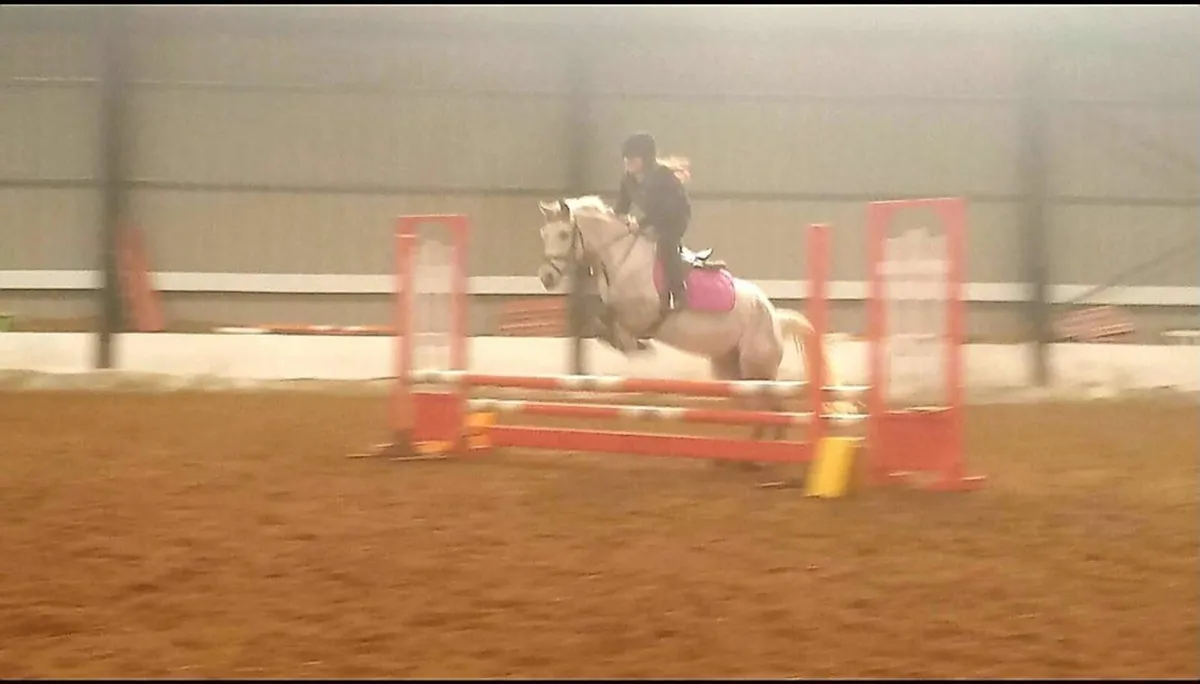 Pony and Horse for sale 13.2hh/ 16hh - Image 1