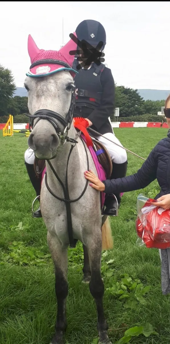 Pony and Horse for sale 13.2hh/ 16hh - Image 2