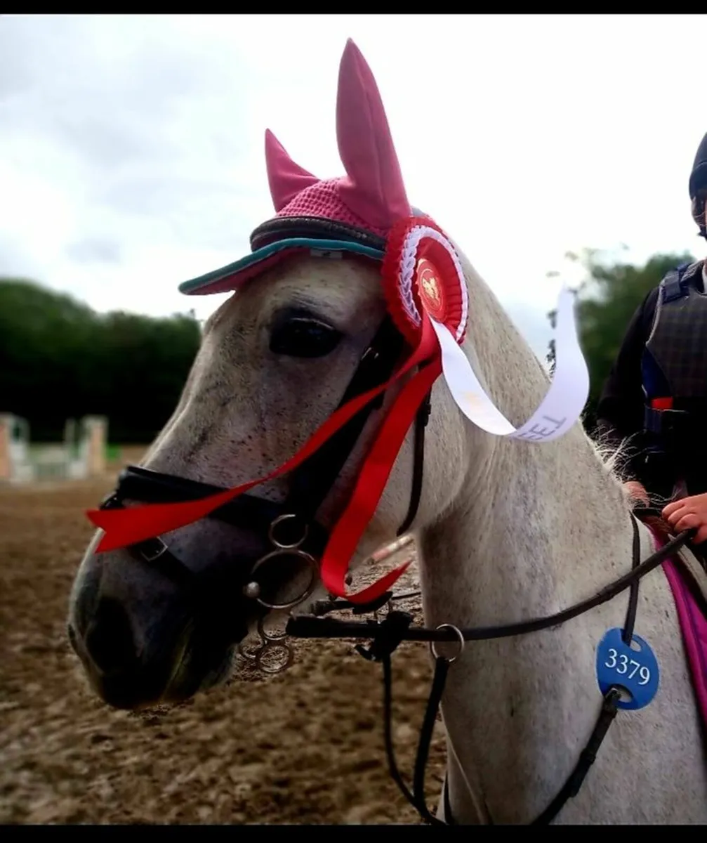 Pony and Horse for sale 13.2hh/ 16hh - Image 3
