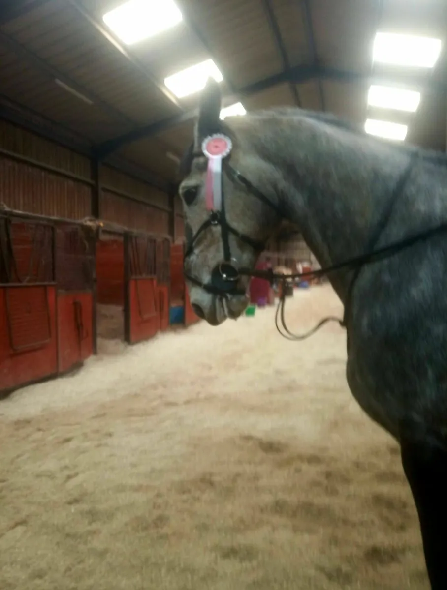 Pony and Horse for sale 13.2hh/ 16hh - Image 4