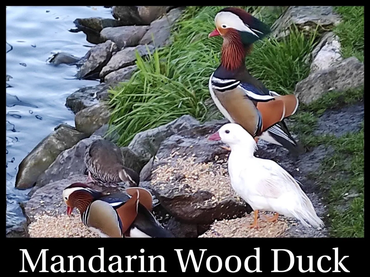 Ornamental waterfowl - Image 1