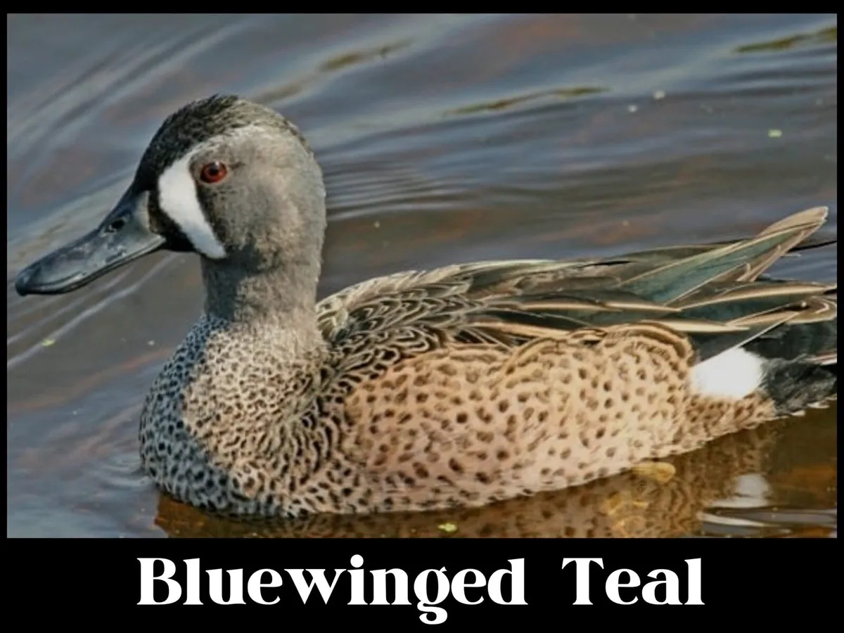 Ornamental waterfowl - Image 3