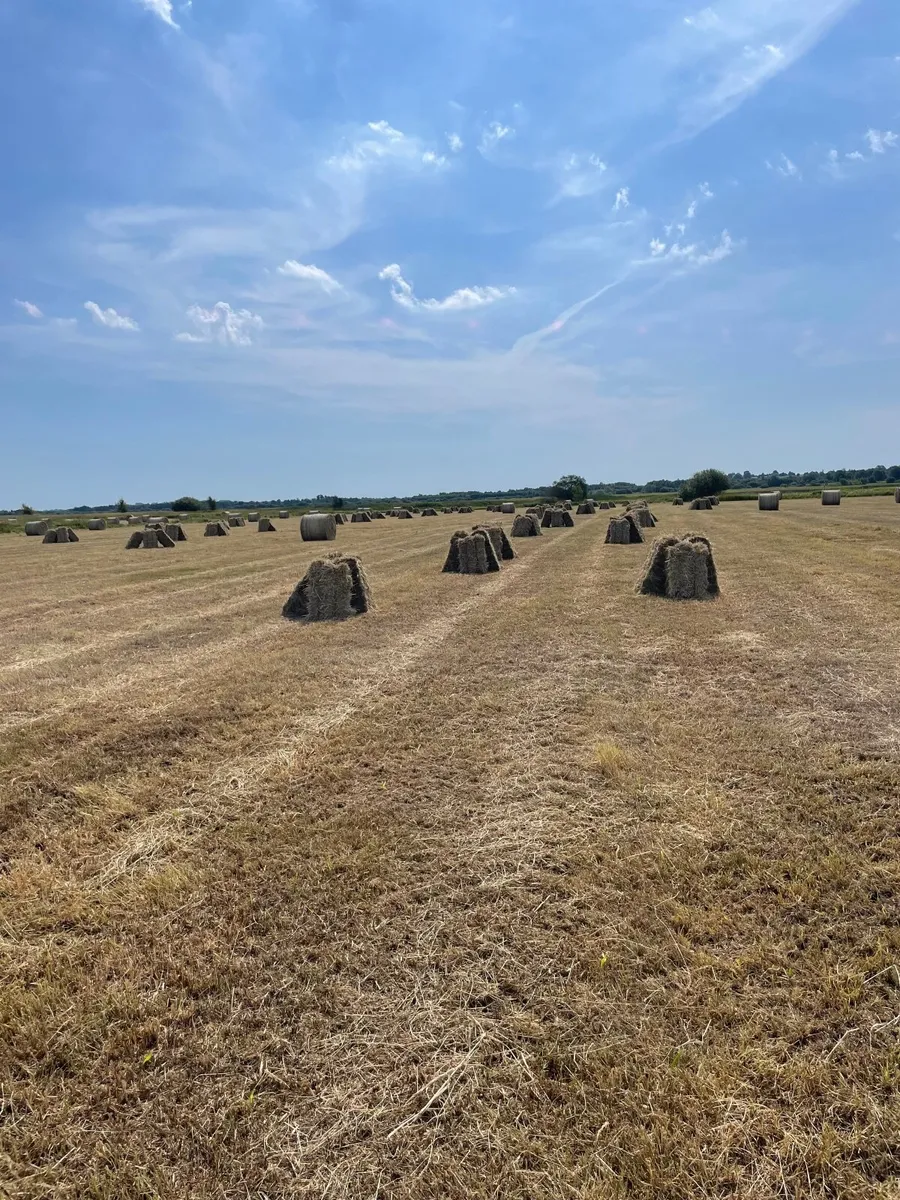 Hay - Image 2