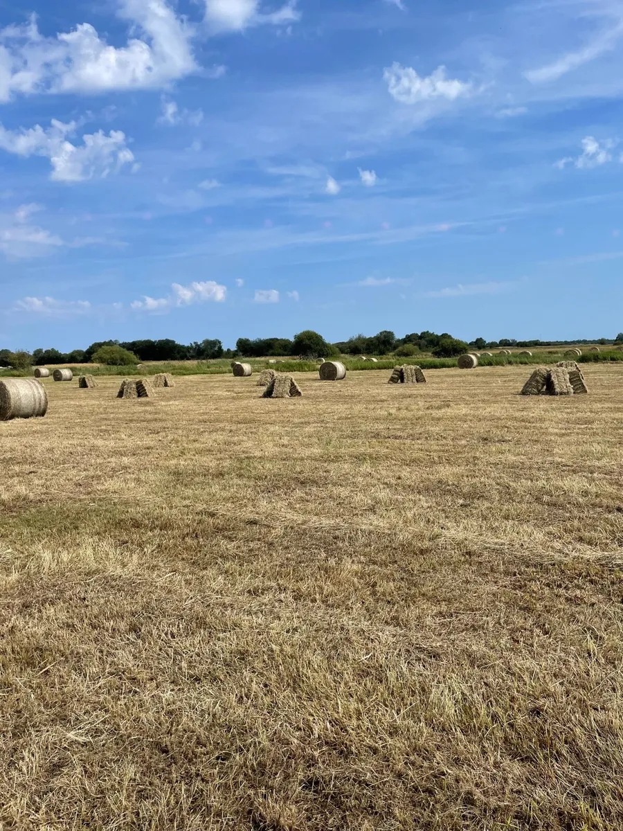 Hay - Image 1