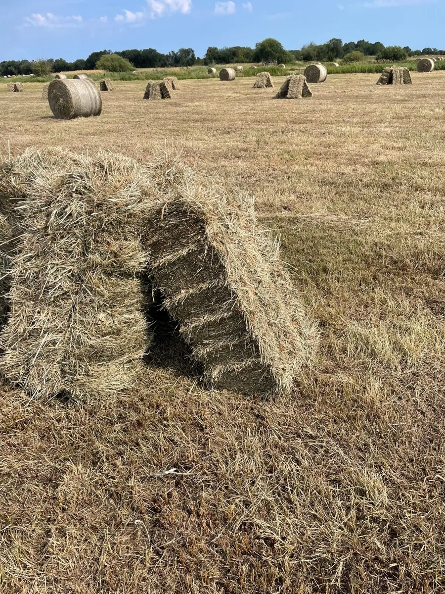 Hay - Image 3