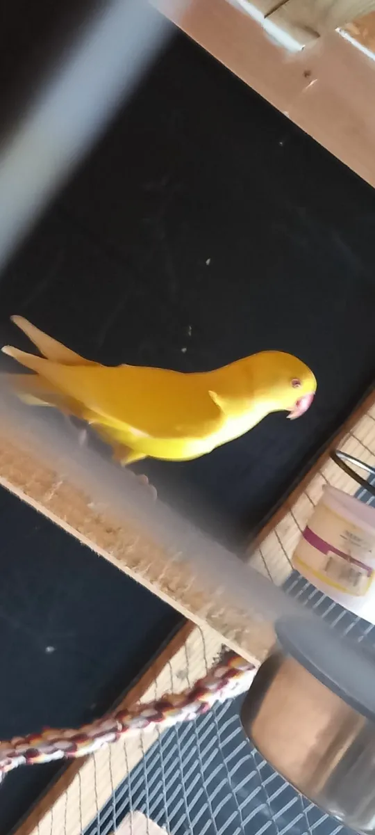 Ring neck parrot - Image 1