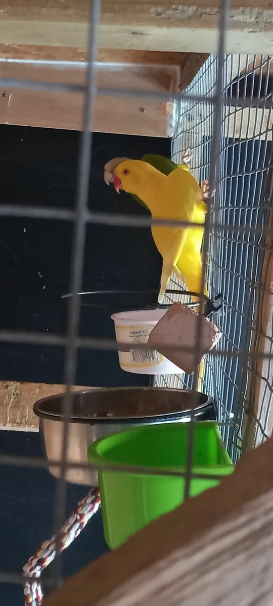 Ring neck parrot and hand reared chicks - Image 3