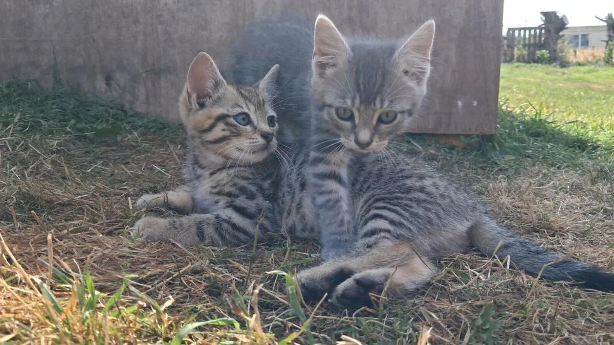 Male Tabby Kitten | UPDATED: 15th JULY - Image 4