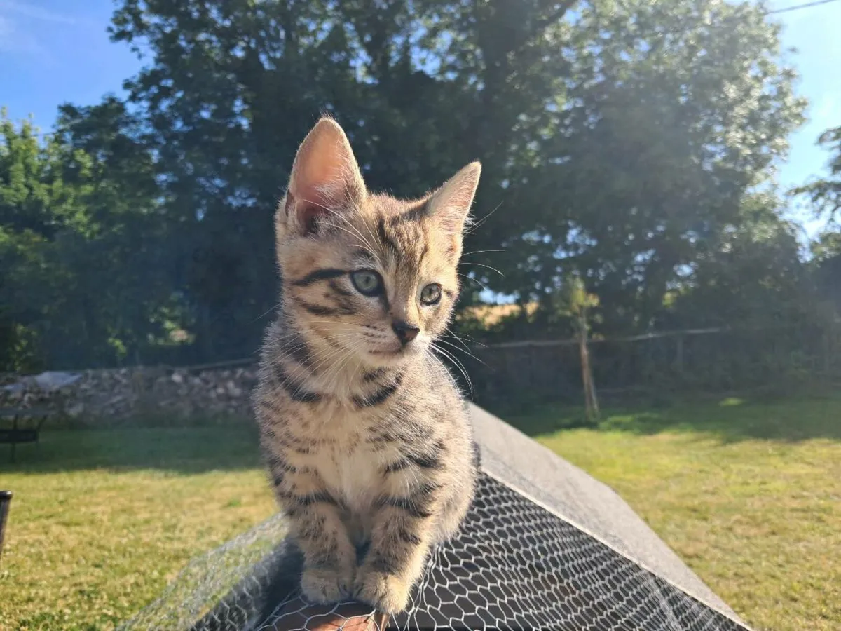 Male Tabby Kitten | UPDATED: 15th JULY - Image 1