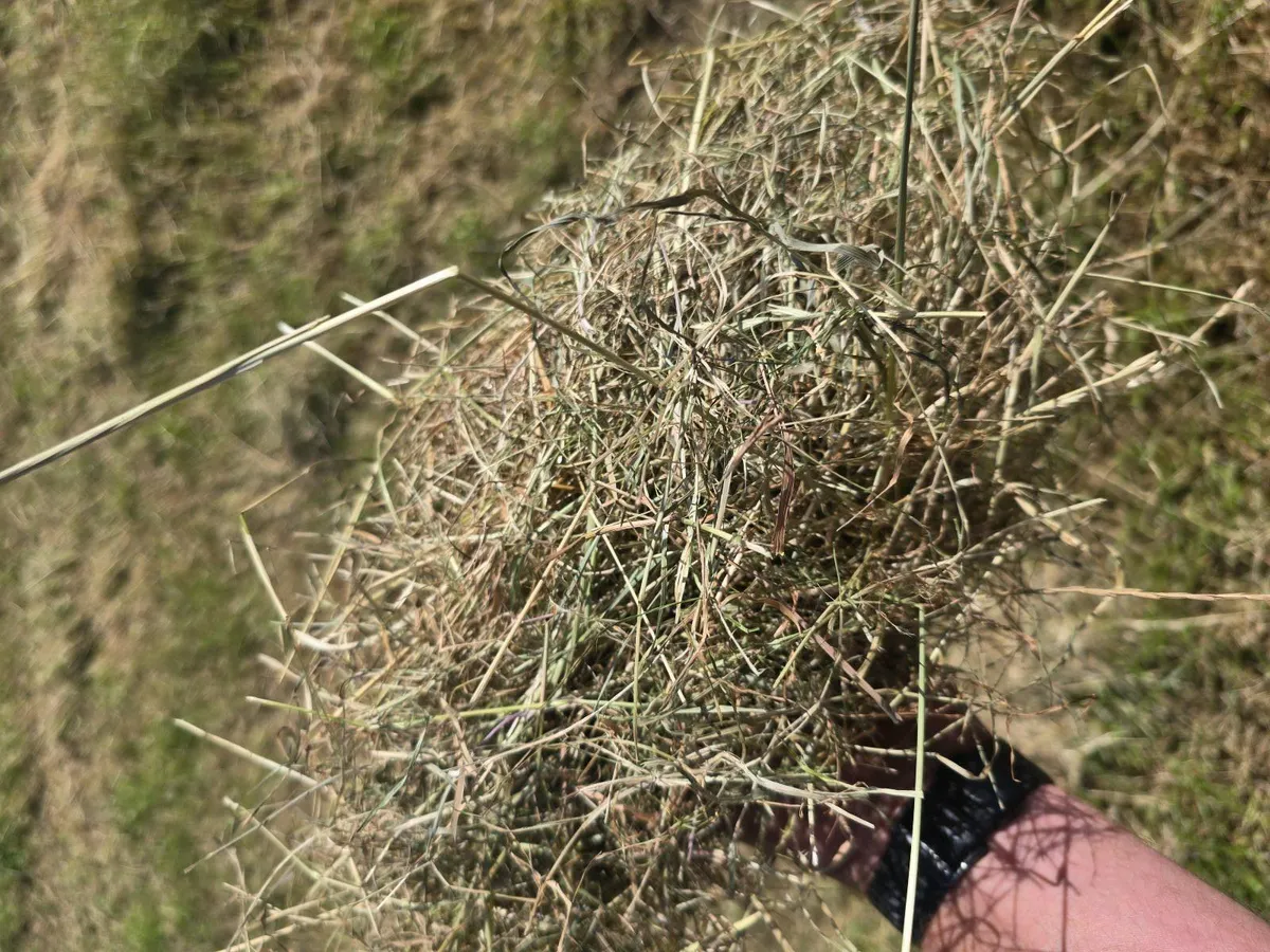 Hay - Image 3
