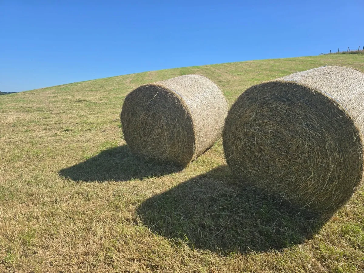 Hay - Image 2