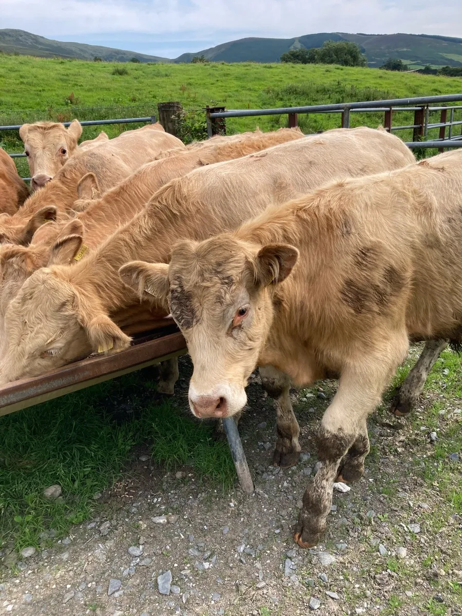 SUPER QUALITY CH/LIM BULLOCKS 330KG - Image 2