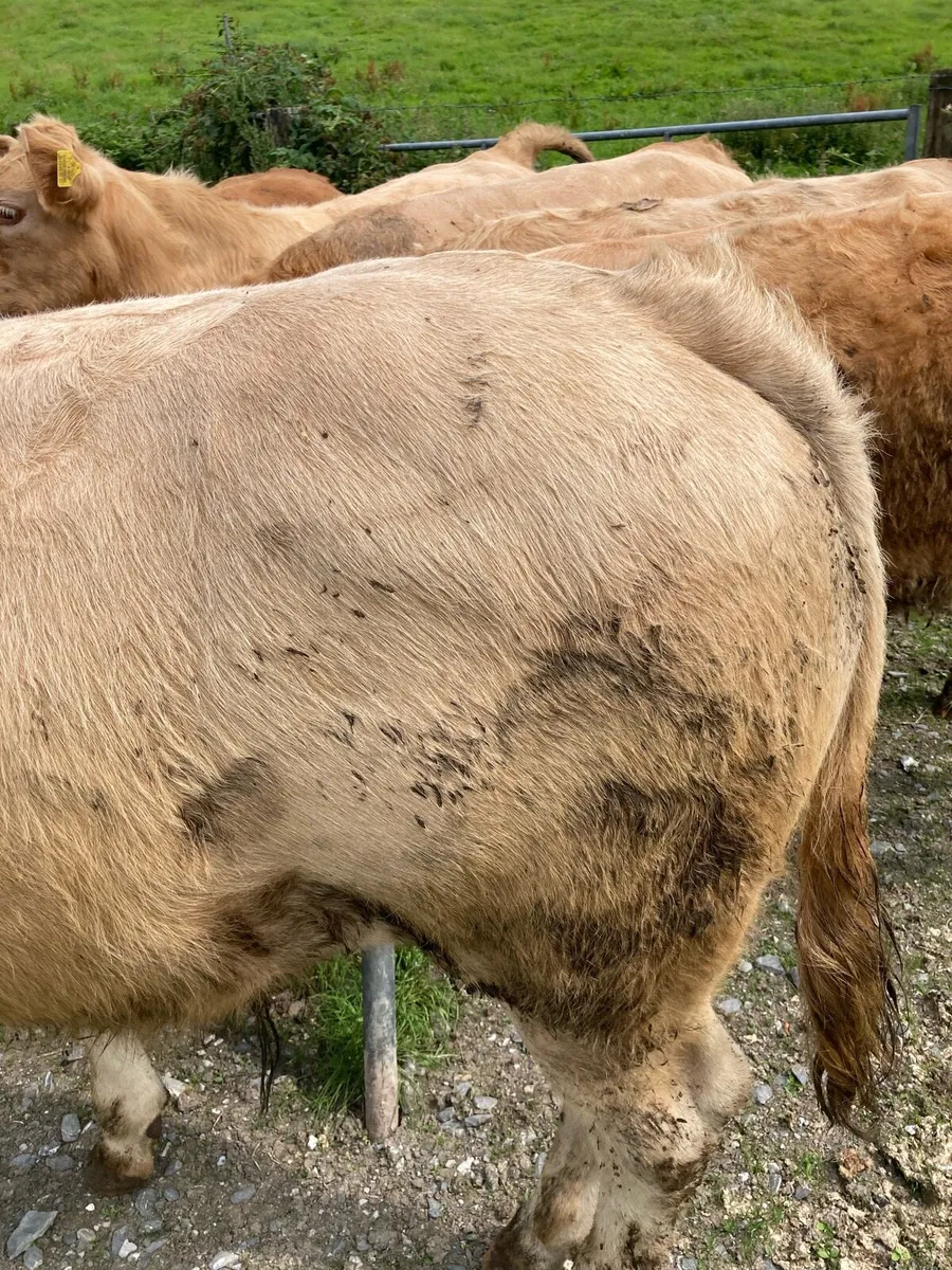 SUPER QUALITY CH/LIM BULLOCKS 330KG - Image 3