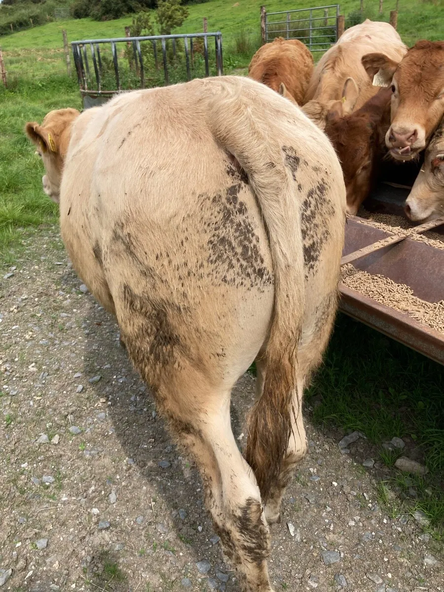 SUPER QUALITY CH/LIM BULLOCKS 330KG - Image 4