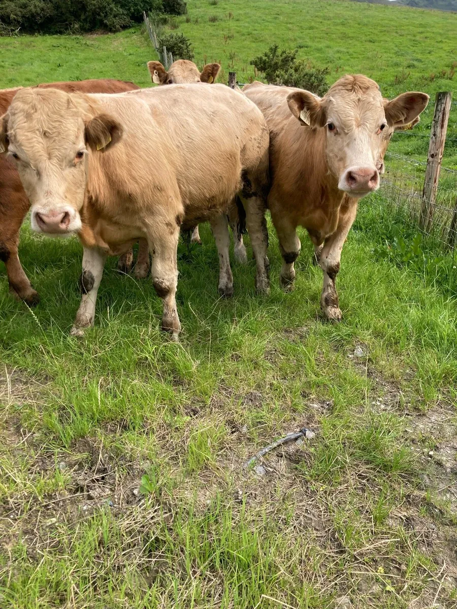 SUPER QUALITY CH/LIM BULLOCKS 330KG - Image 1