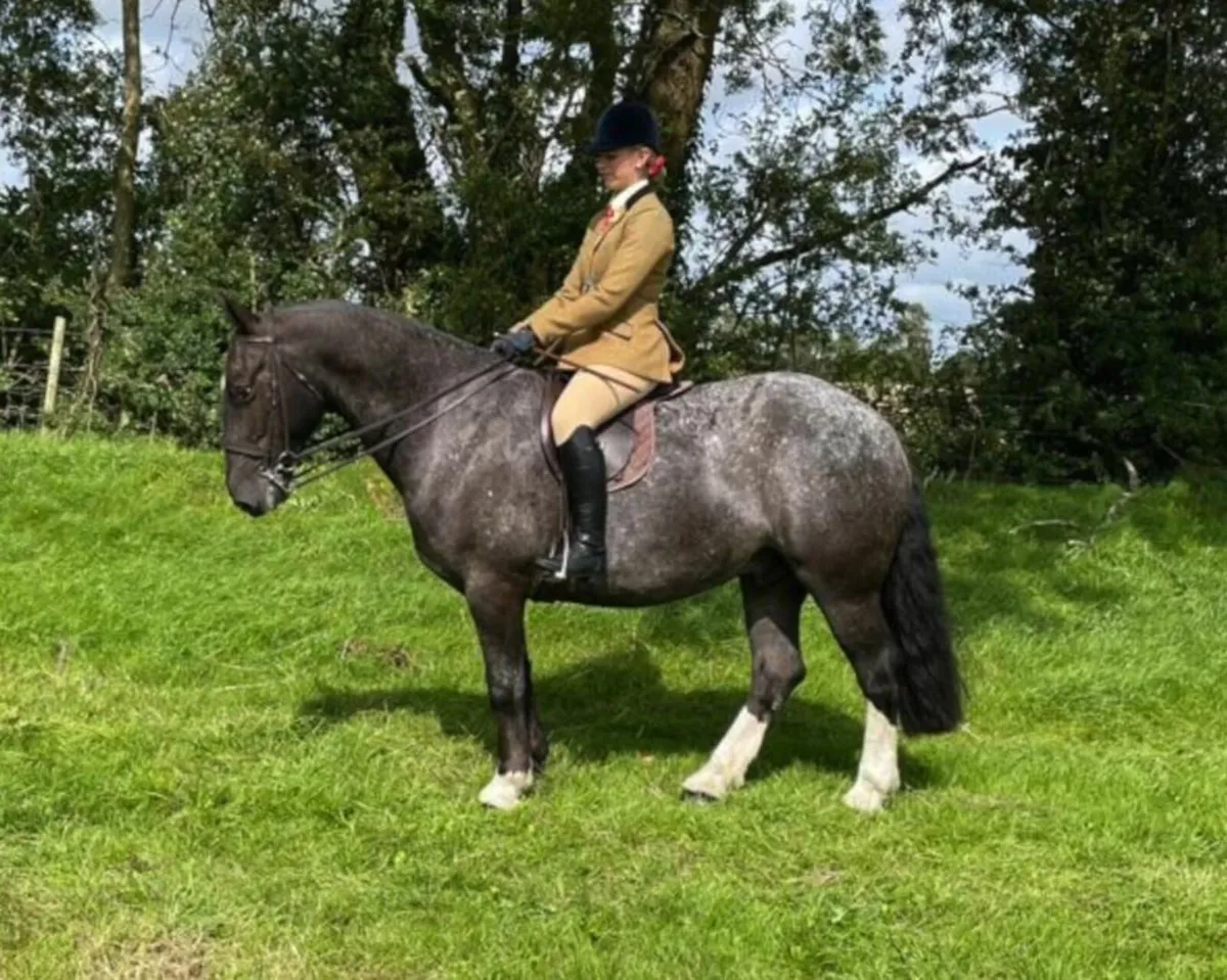 🌟Super 15.1h Cob🌟 - Image 2
