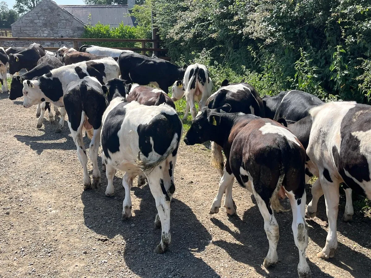 20 super  British Frisian bull weanlings - Image 1