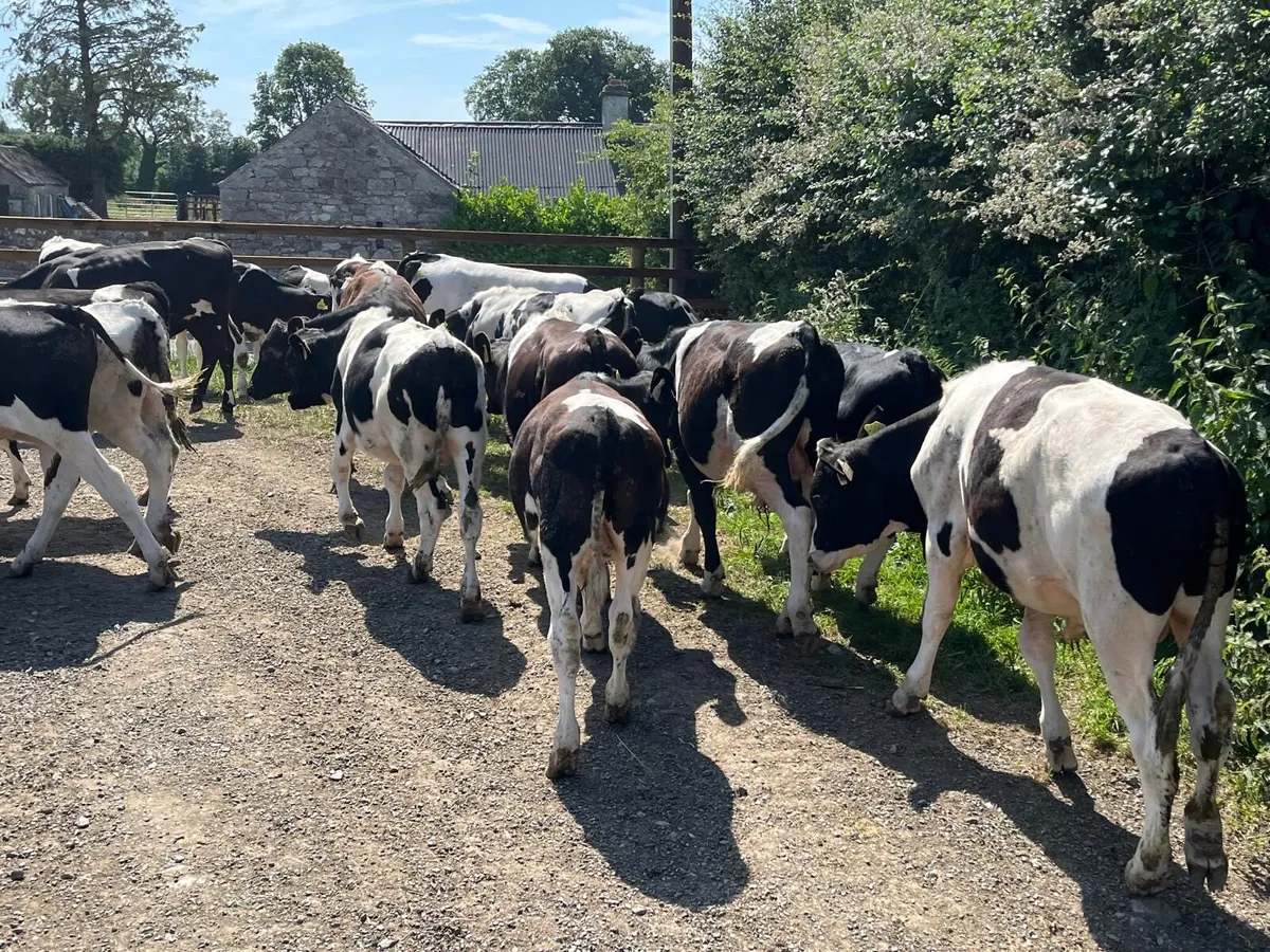 20 super  British Frisian bull weanlings - Image 2
