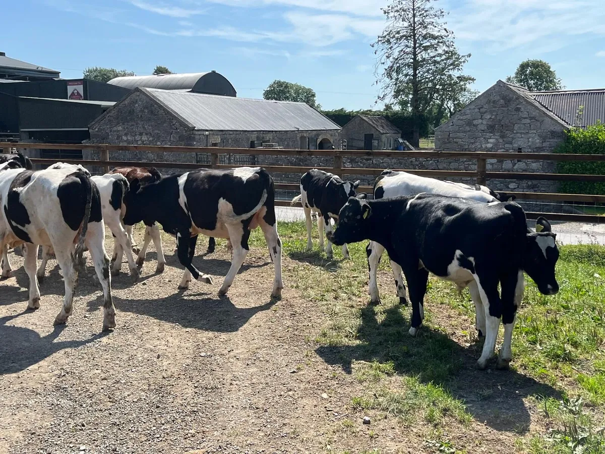 20 super  British Frisian bull weanlings - Image 3
