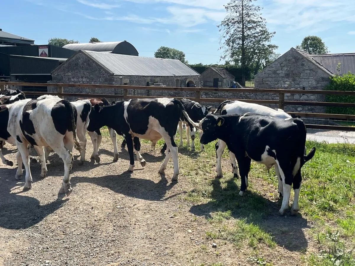 20 super  British Frisian bull weanlings - Image 4