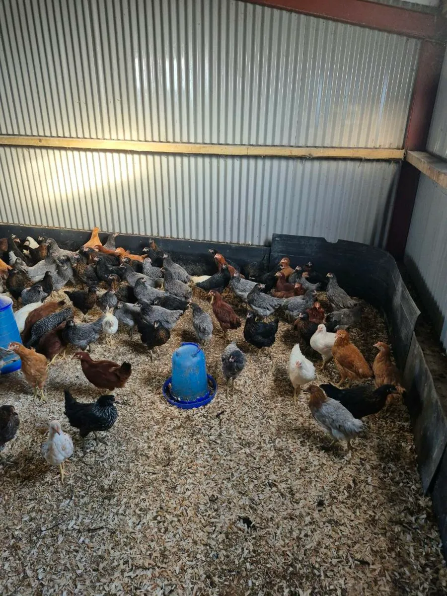 Hens and ducklings for Sale - Image 1