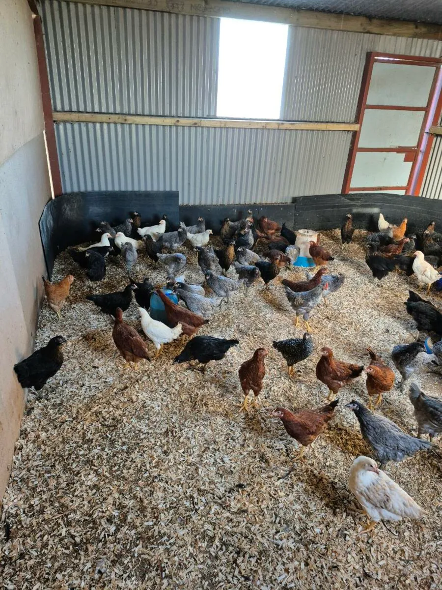 Hens and ducklings for Sale - Image 2