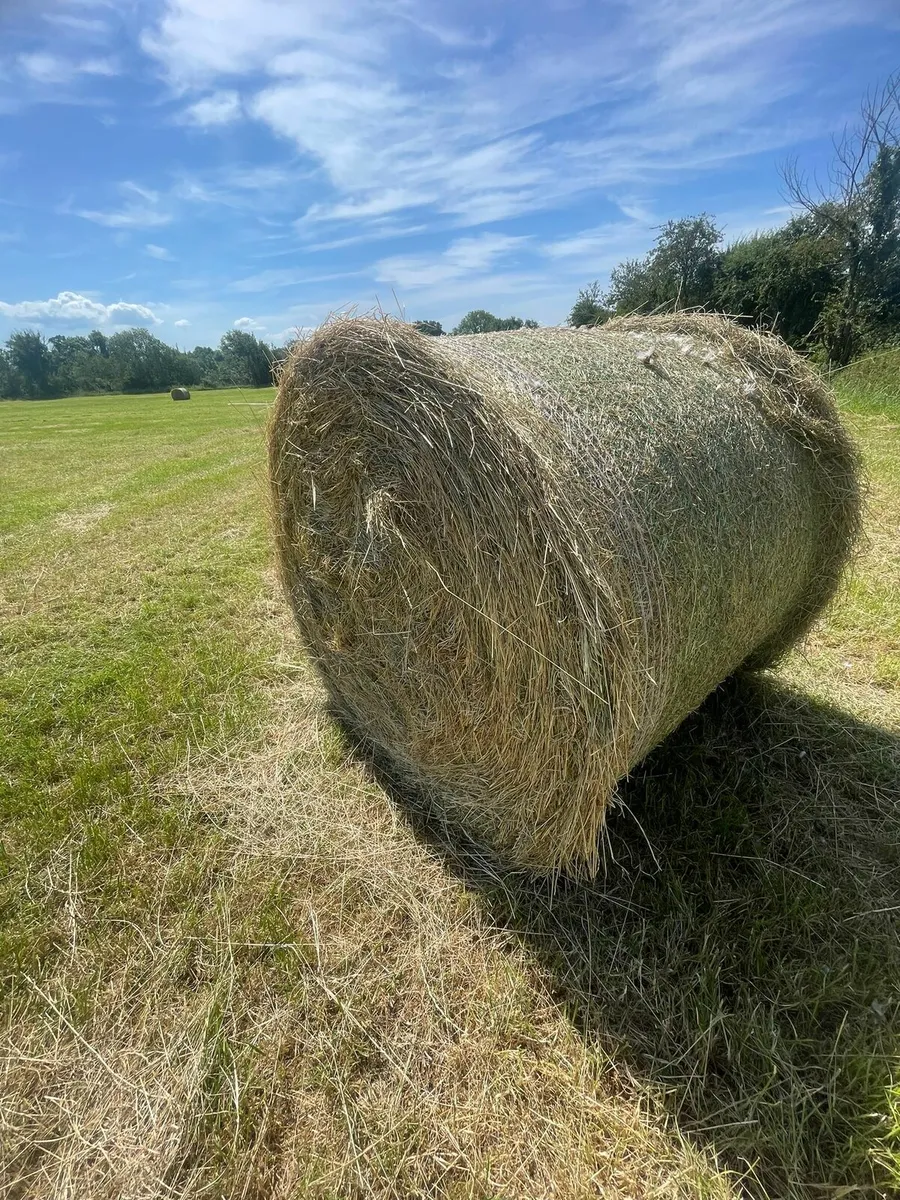 New grass hay suitable for horses - Image 1