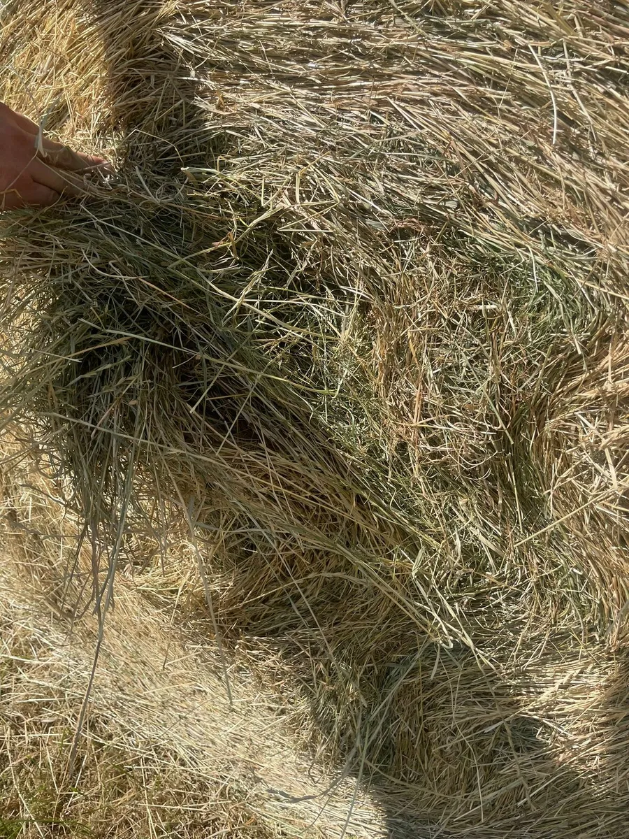 New grass hay suitable for horses - Image 2