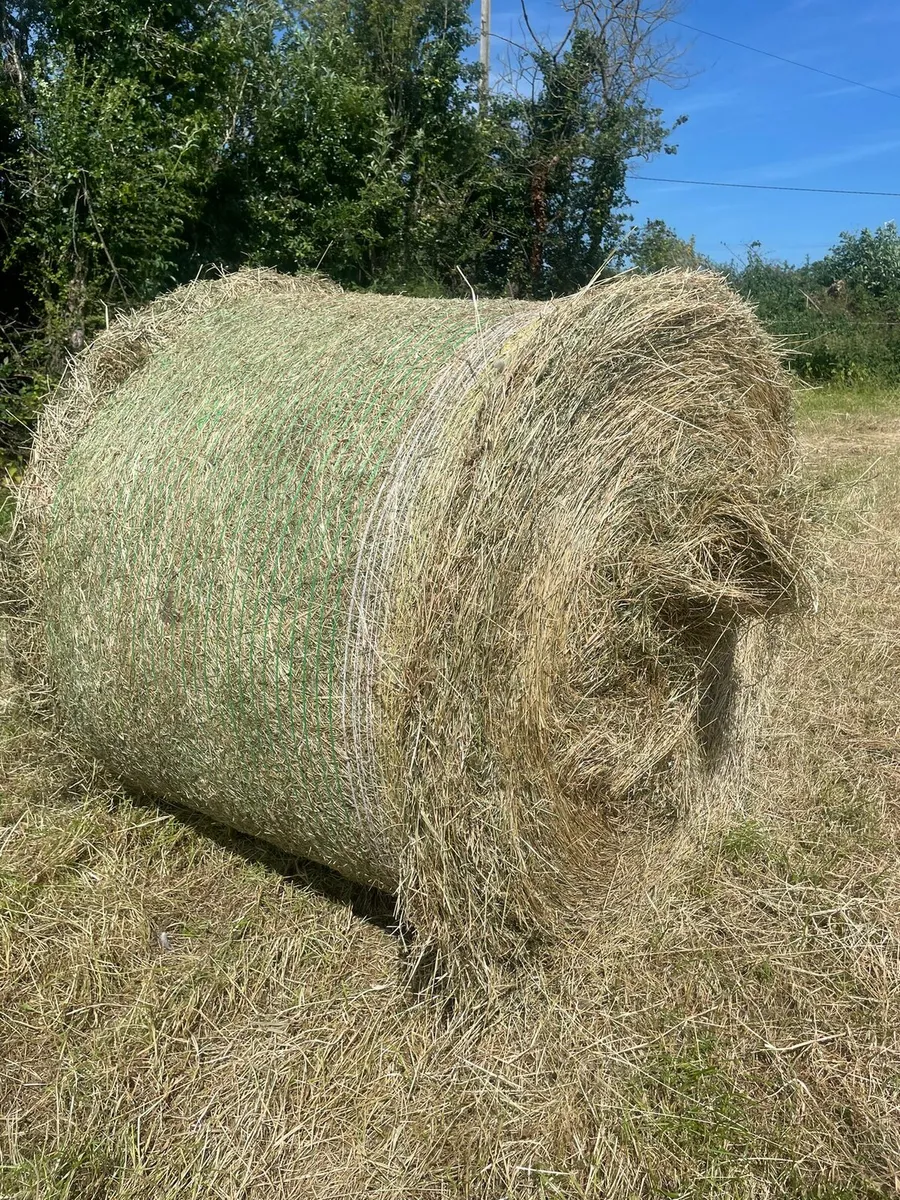 New grass hay suitable for horses - Image 3