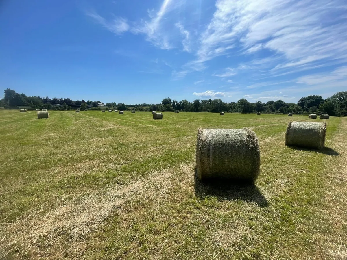New grass hay suitable for horses - Image 4