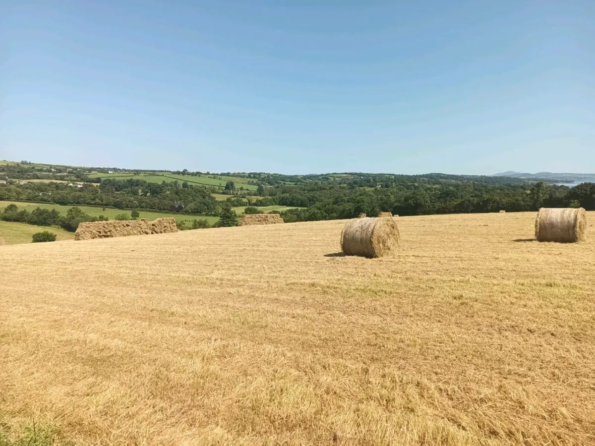 Hay For Sale - Image 1