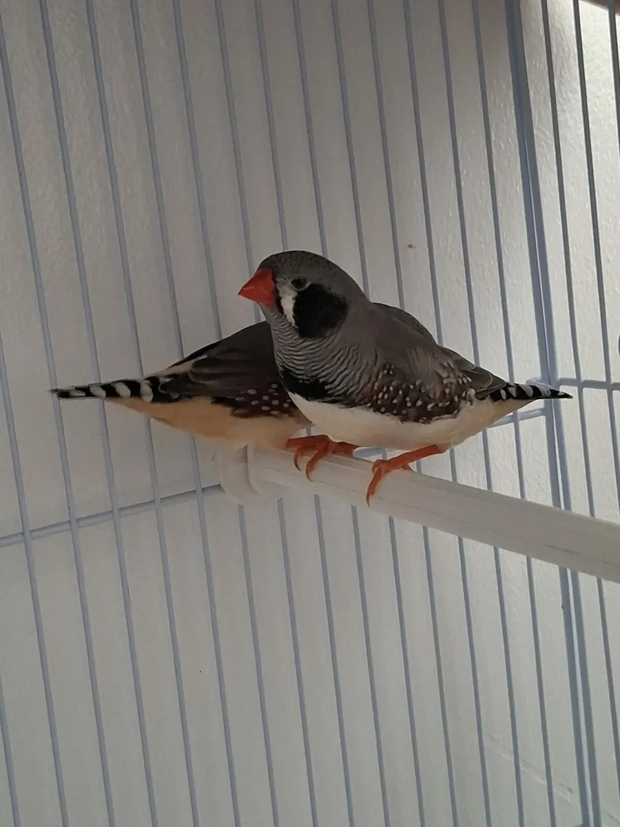 2 Finches with cage - Image 1
