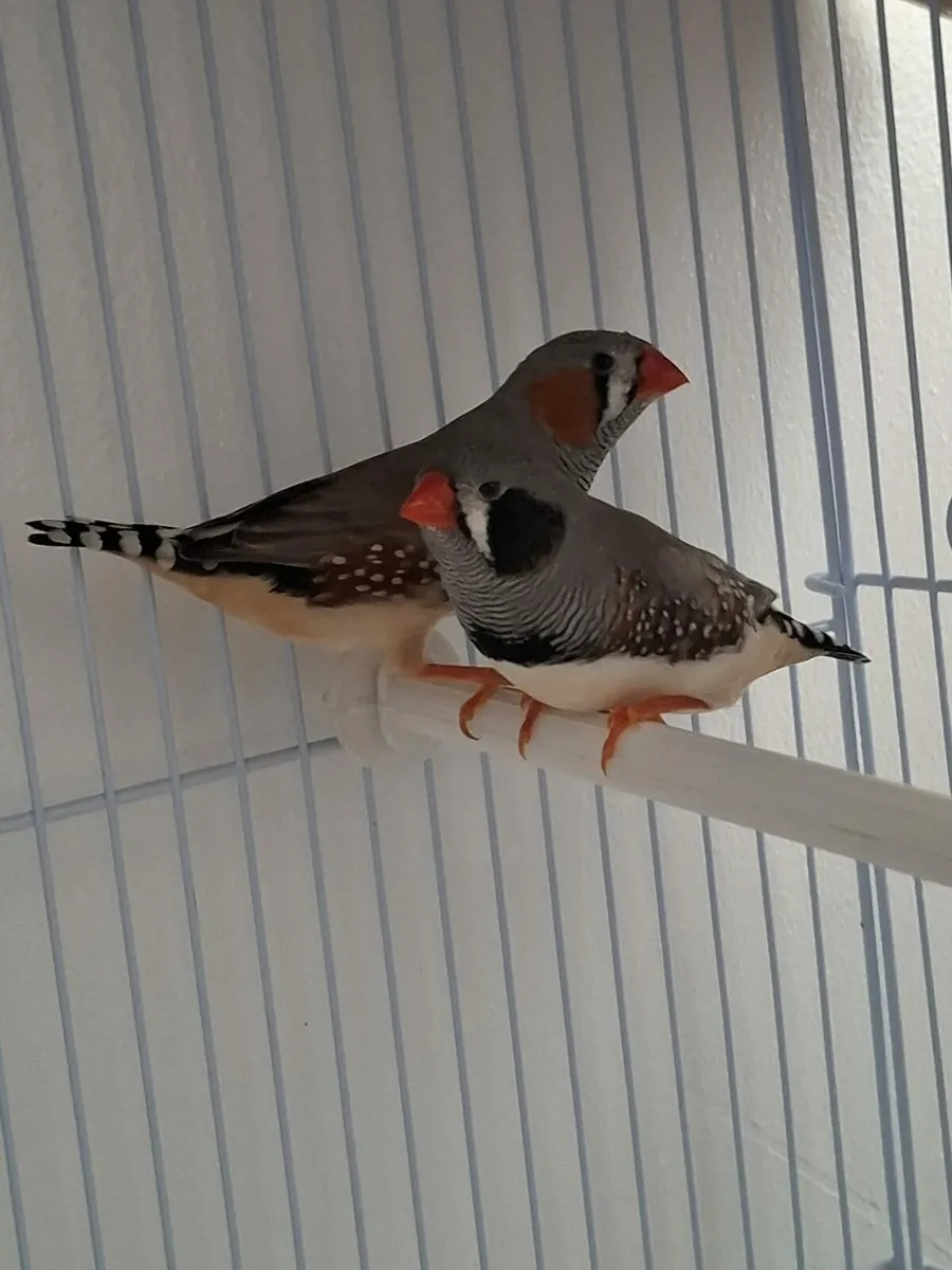 2 Finches with cage - Image 2