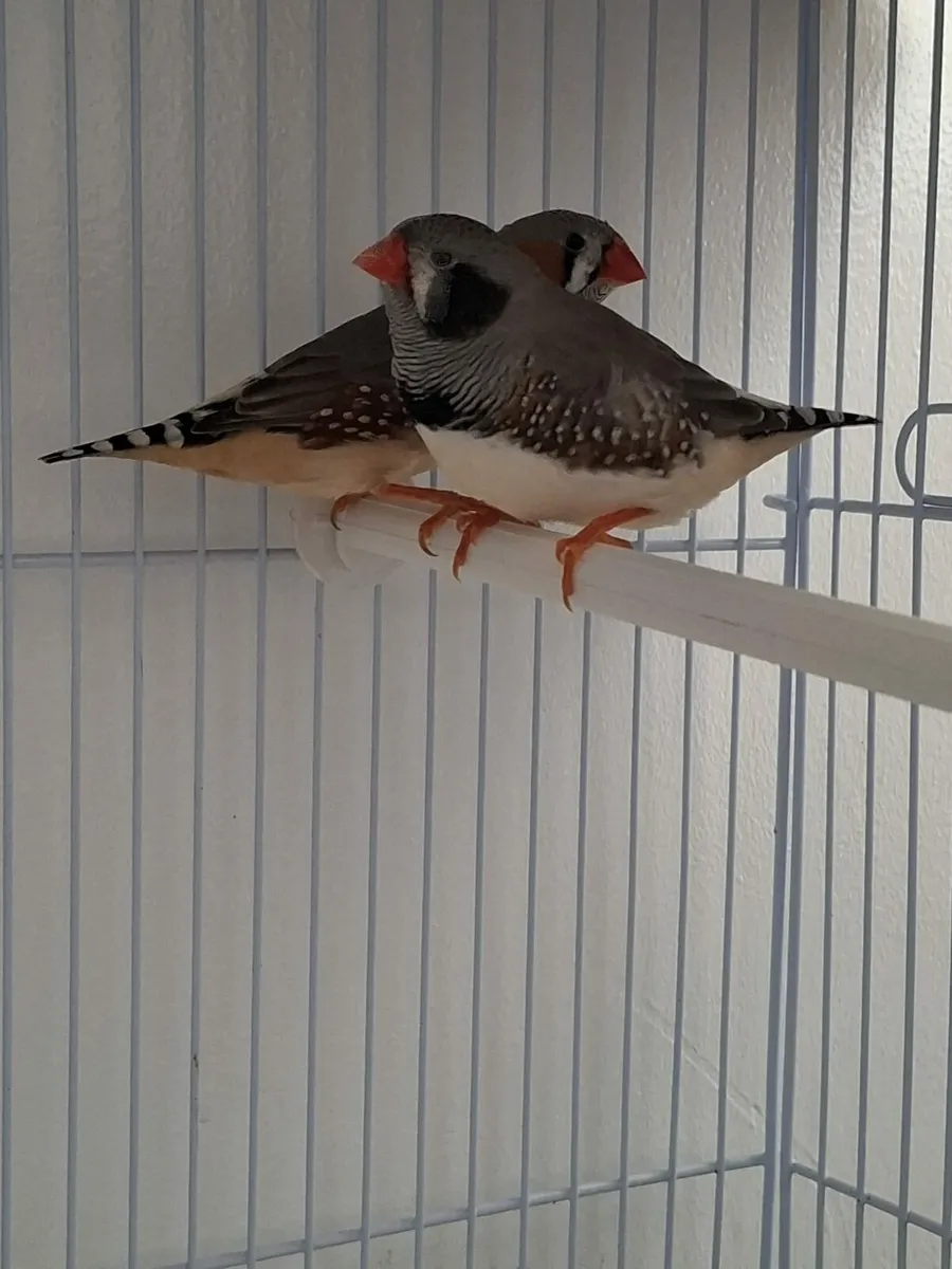 2 Finches with cage - Image 3