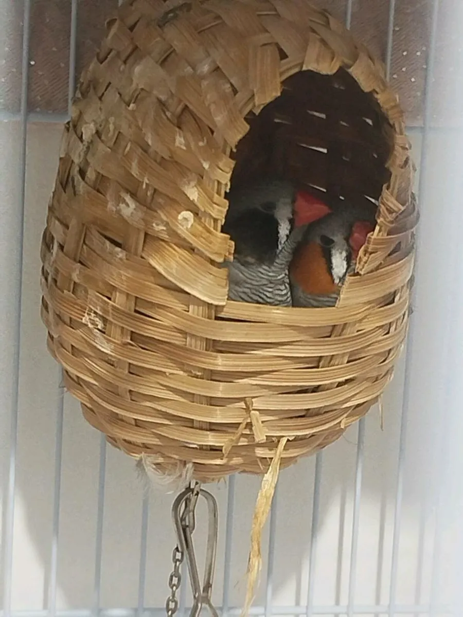 2 Finches with cage - Image 4