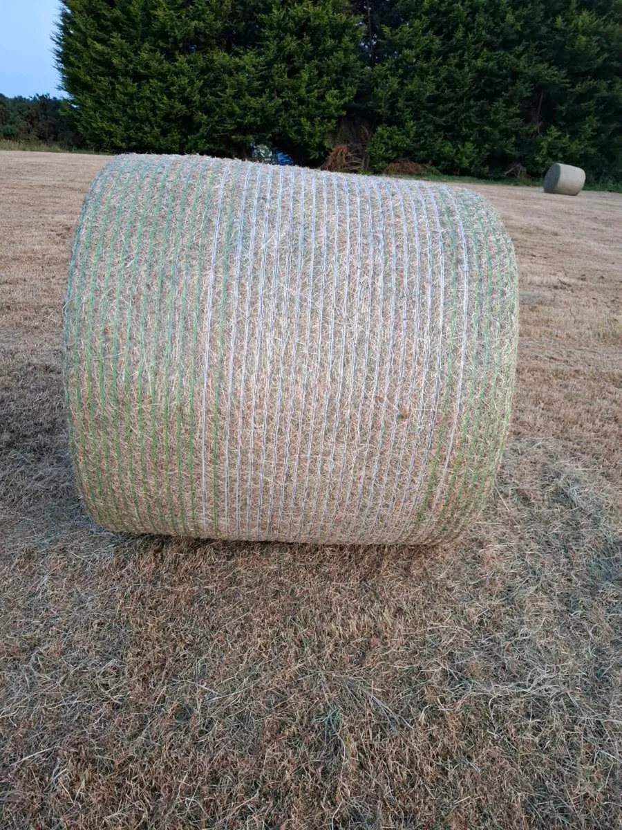 Hay - Image 2