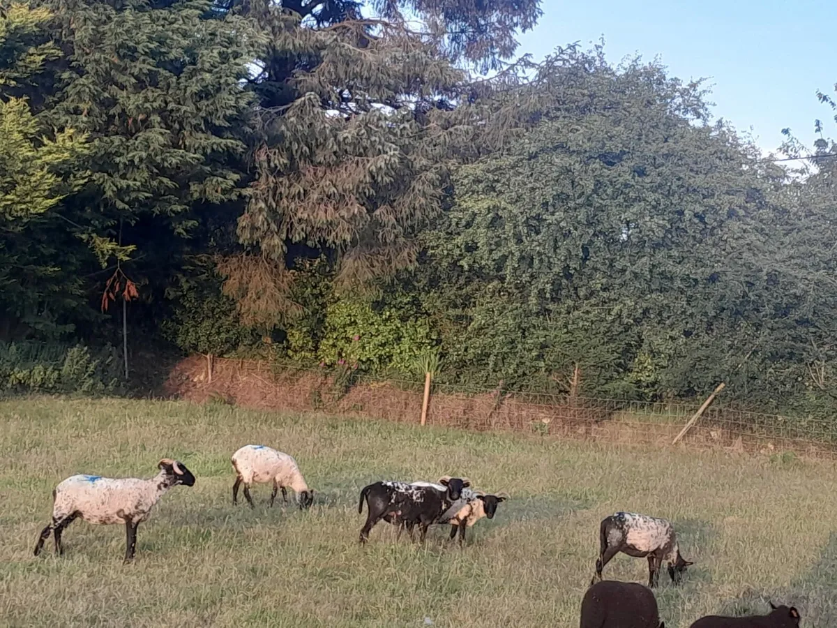 Jacob sheep and mayo horney hoggets and ewe lambs - Image 3