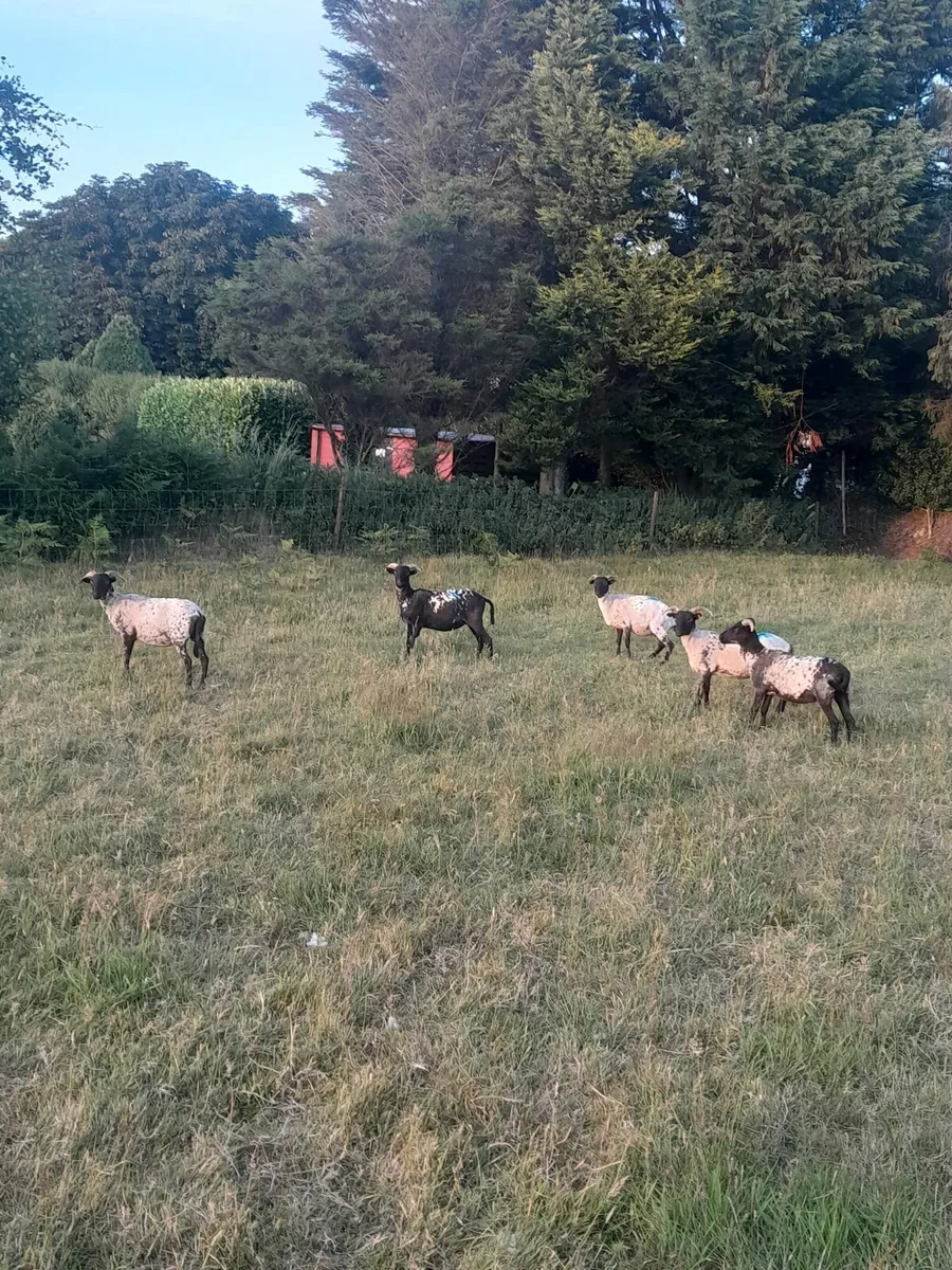Jacob sheep and mayo horney hoggets and ewe lambs - Image 4