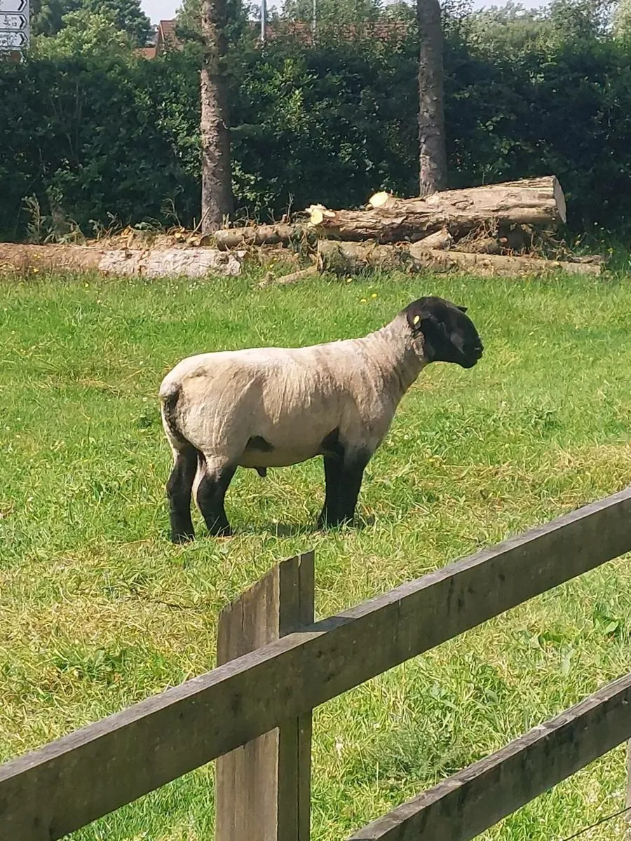 Suffolk ram - Image 1