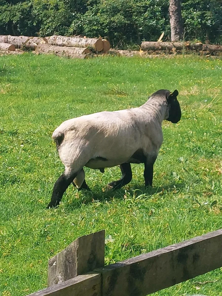 Suffolk ram - Image 2