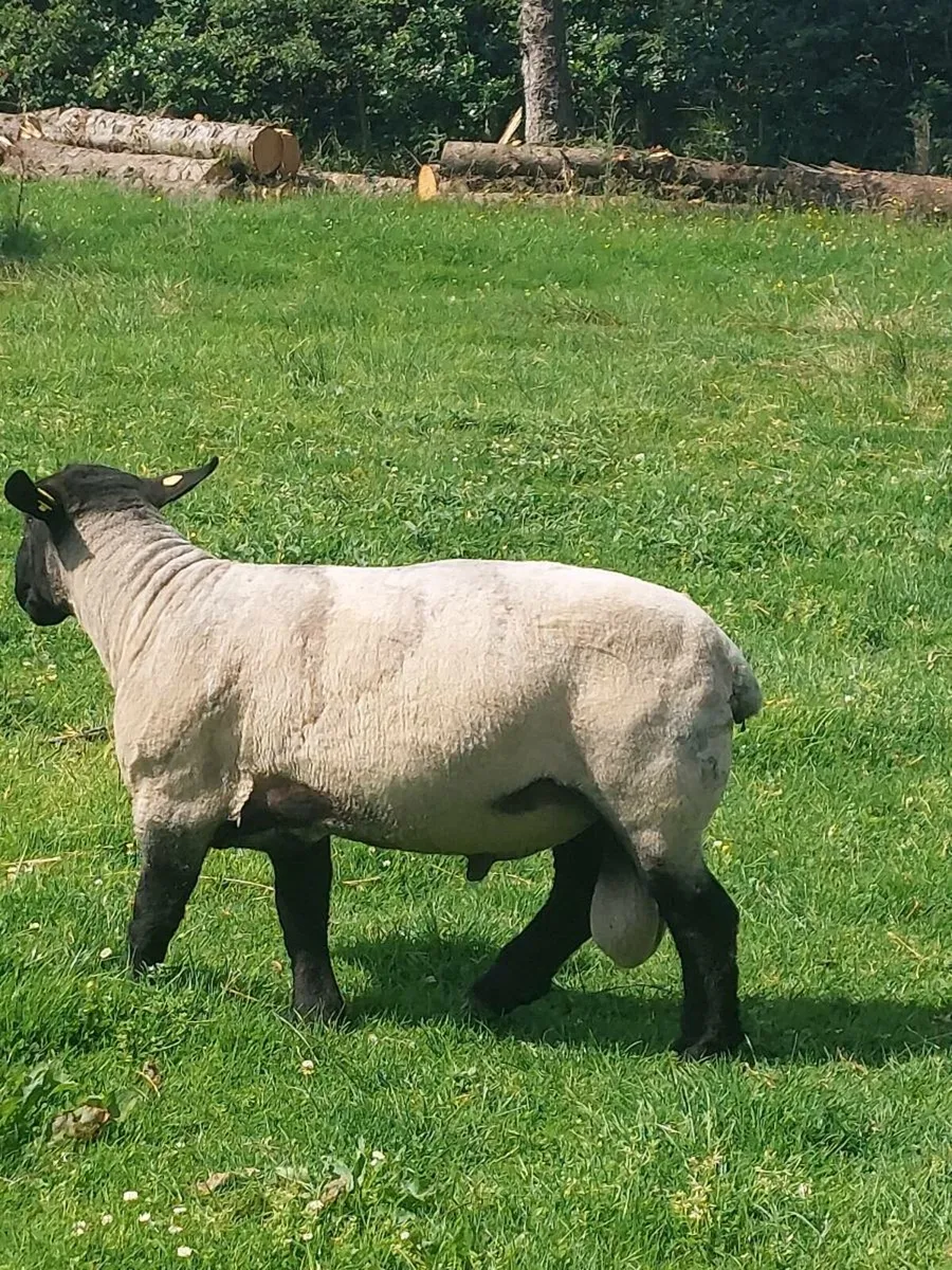 Suffolk ram - Image 3