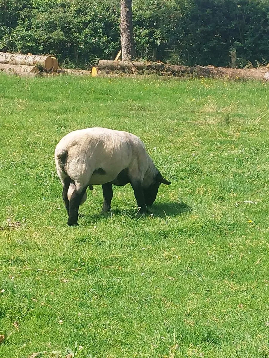 Suffolk ram - Image 4