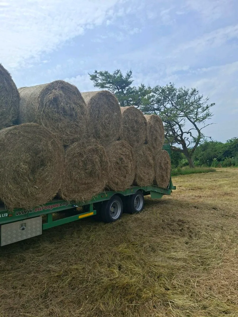 Hay - Image 1