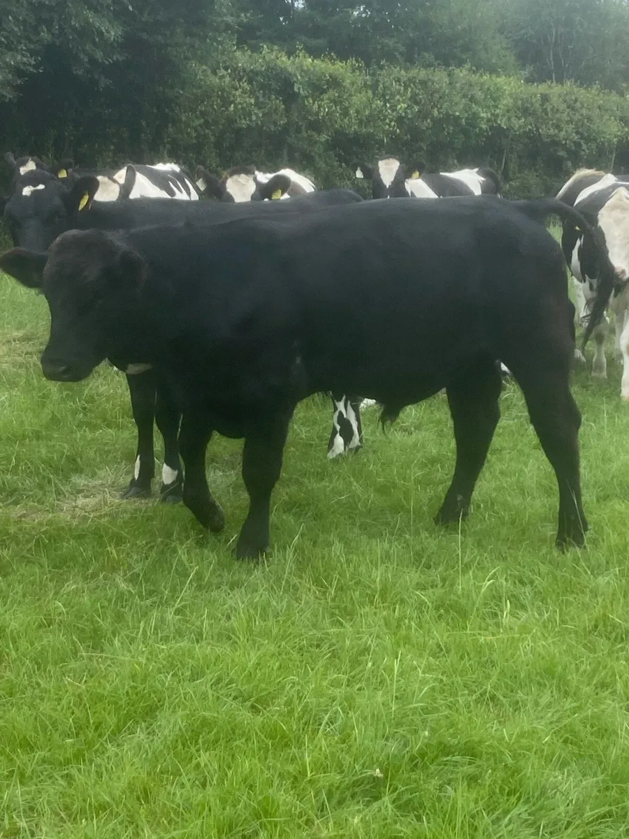 Angus bull - Image 1