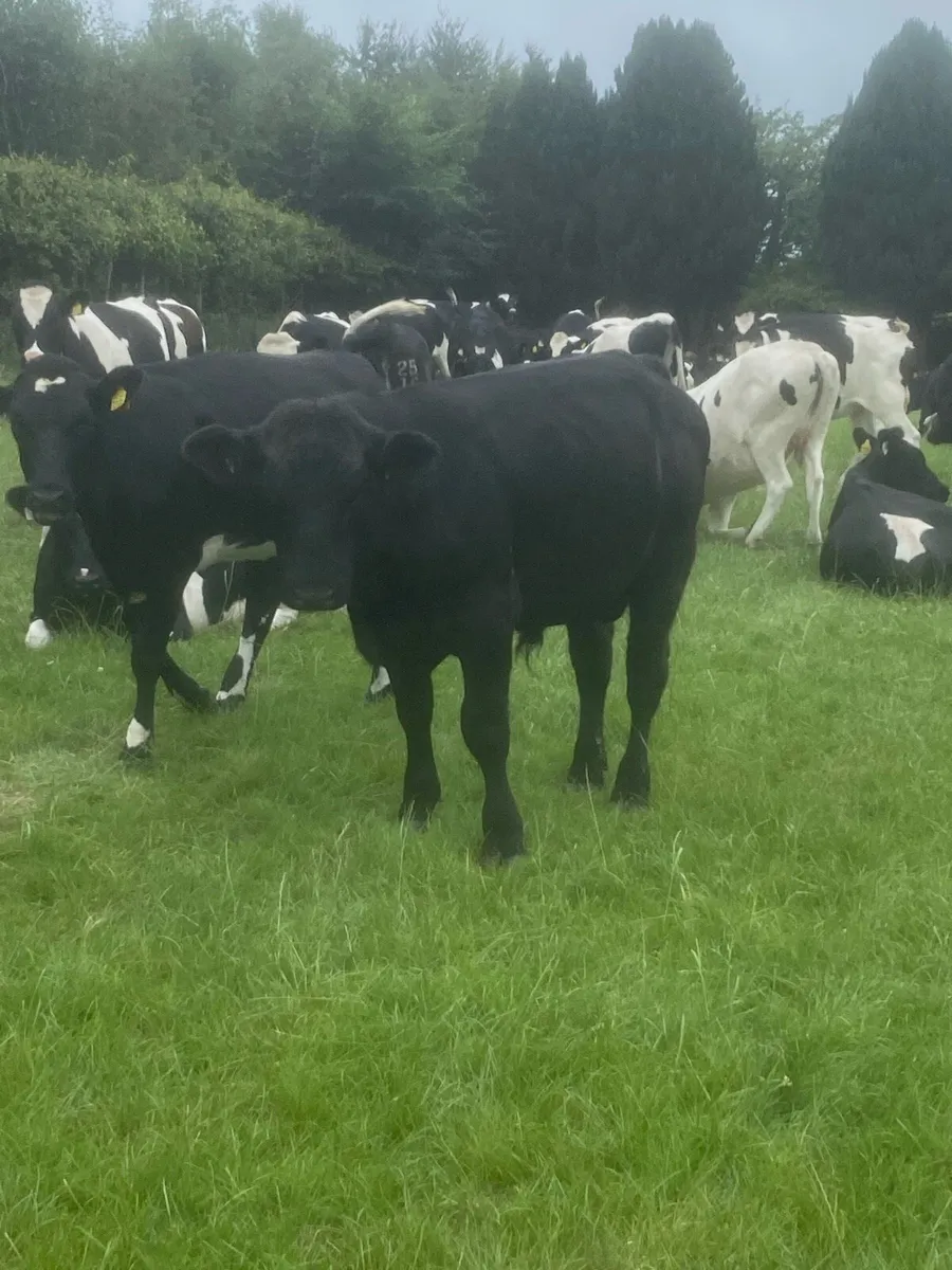 Angus bull - Image 2