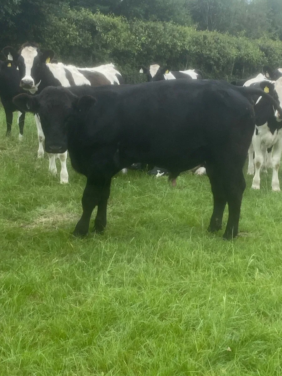 Angus bull - Image 3