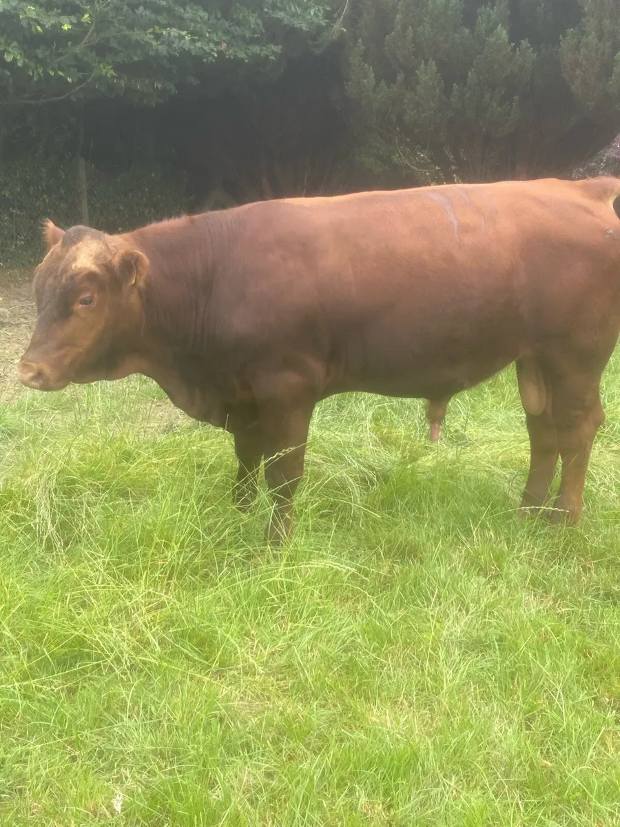 Angus bull - Image 4