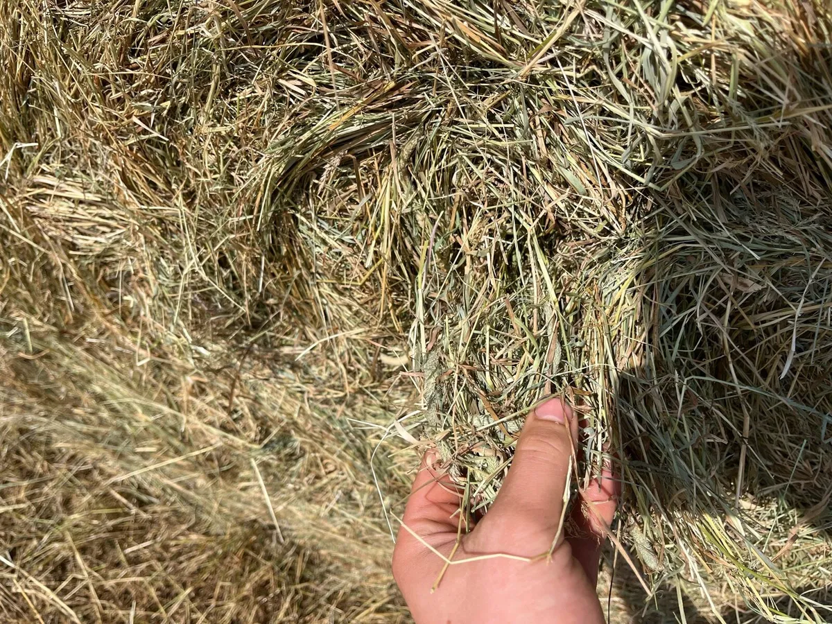Top Quality Green Hay! - Image 2
