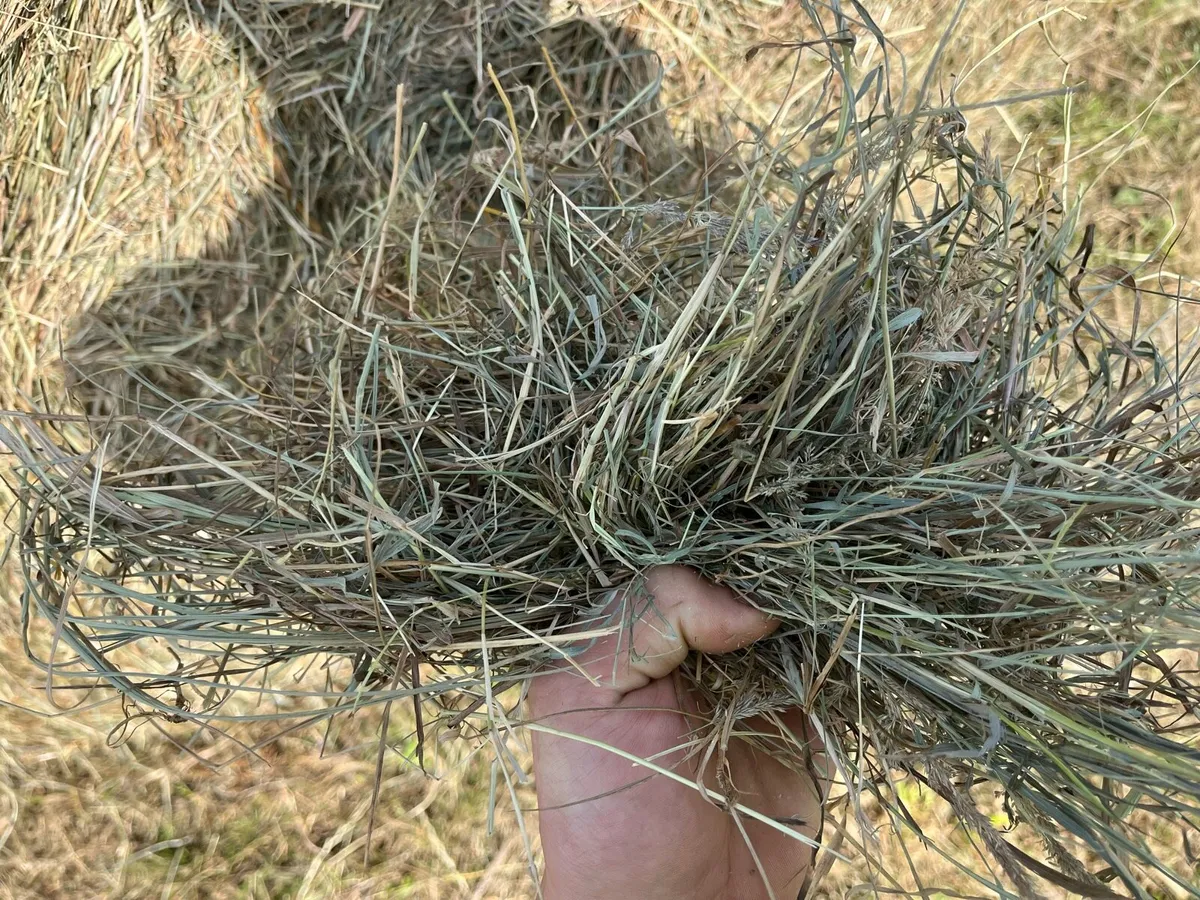 Top Quality Green Hay! - Image 4